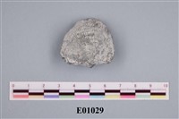 藏品(石燕及其他腕足動物)的圖片